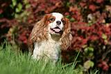 CAVALIER KING CHARLES 687